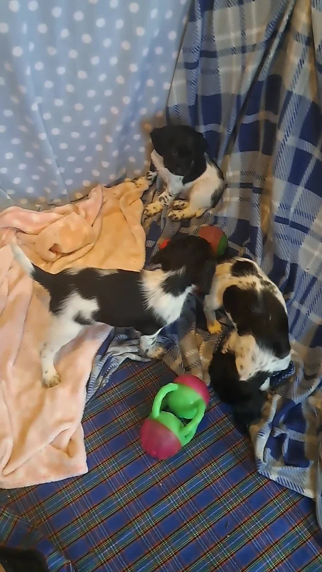 English Springer Spaniel dogs for sale: 1 black and white Springer Dog Pup for sale - Video 1