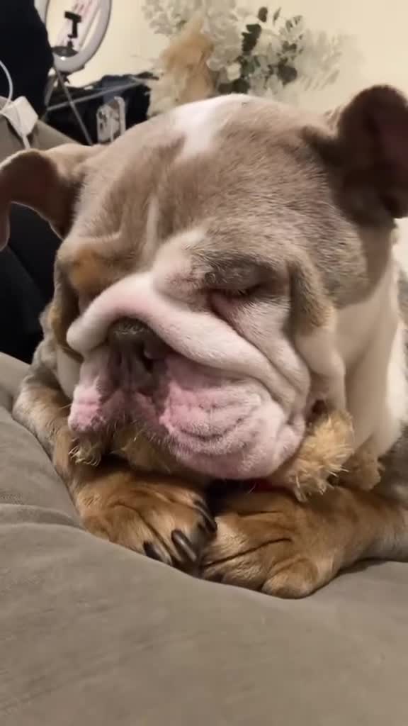 English Bulldog dogs for sale: Beautiful English bulldog - Video 1