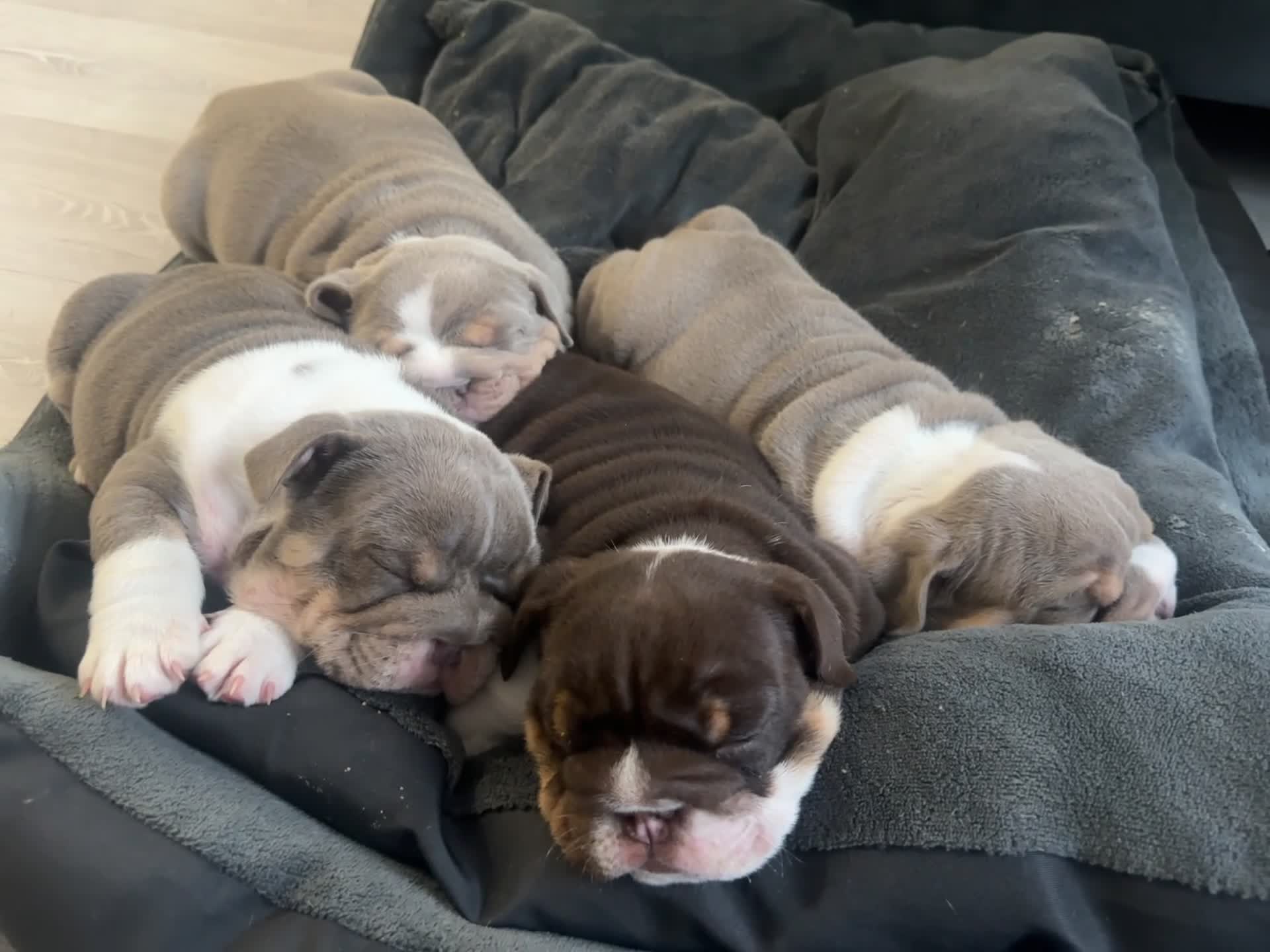 English Bulldog dogs for sale: 4 stunning unique coloured pups - Video 1