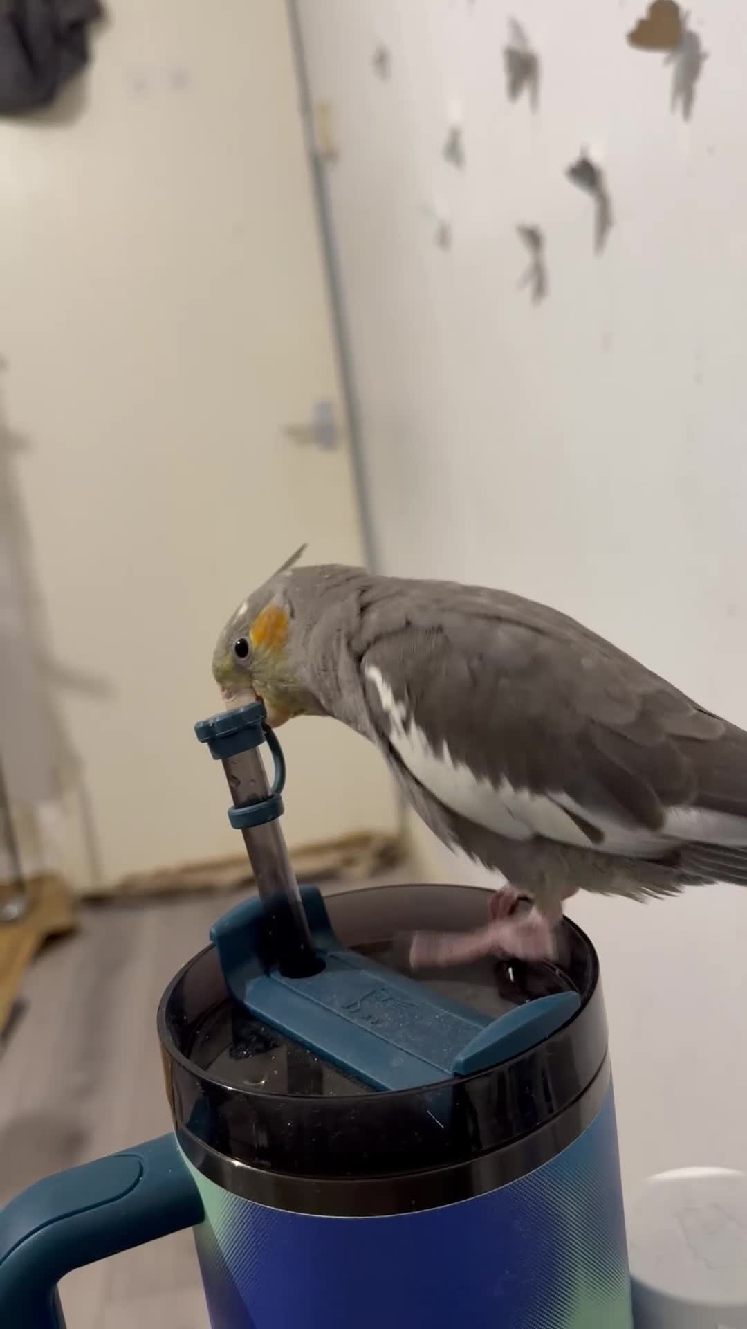Cockatiels birds for sale: Peeku beautiful grey hand tamed cockatiel baby  - Video 2