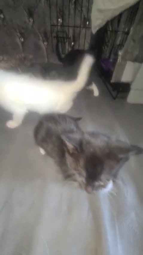 Mixed Breed cats for sale: 5 beautiful mixed breed kittens for sale. - Video 3