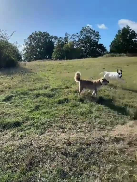 Mixed Breed dogs for adoption: Flipper for adoption in London - Video 1