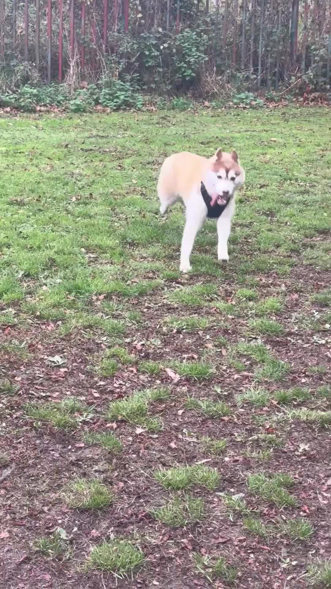 Siberian Husky dogs for sale: Mishka 1 year old Siberian husky  - Video 1