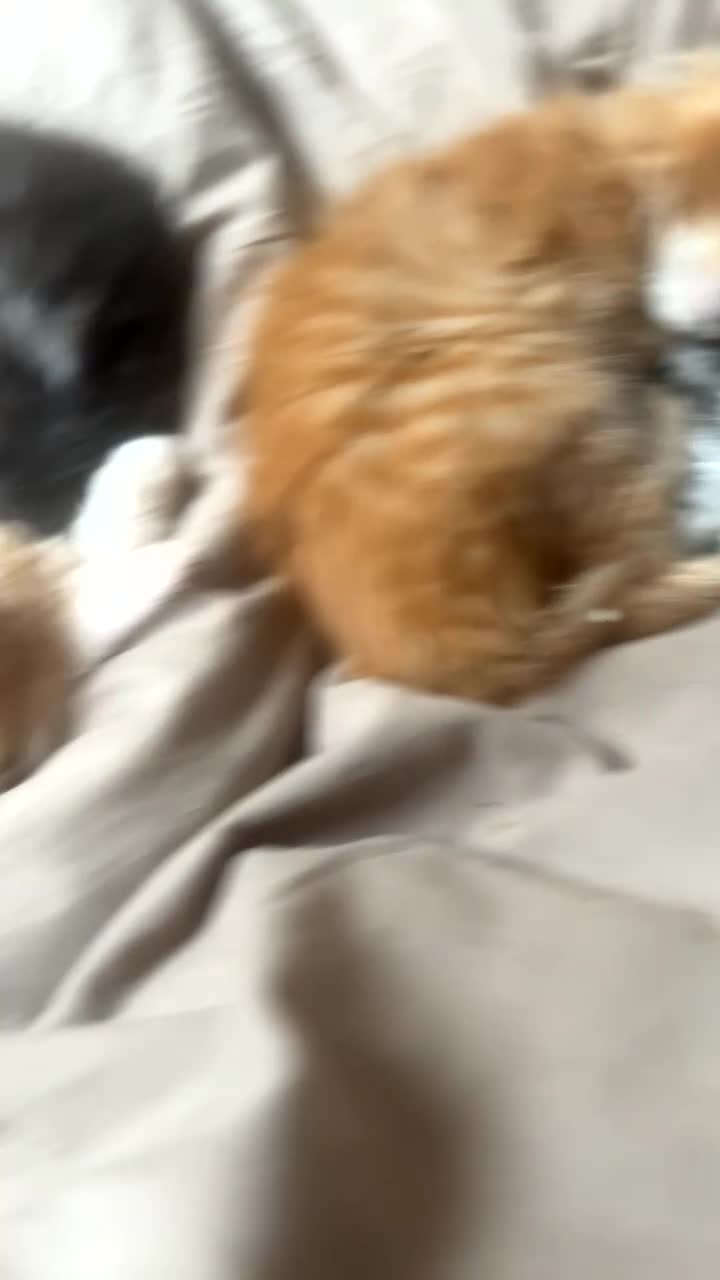 Maine Coon cats for sale: Maine coon kittens for sale  in Leeds - Video 1