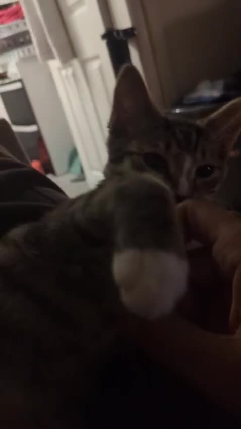 Mixed Breed cats for sale: 14 week old female tabby kitten  in Birmingham - Video 1