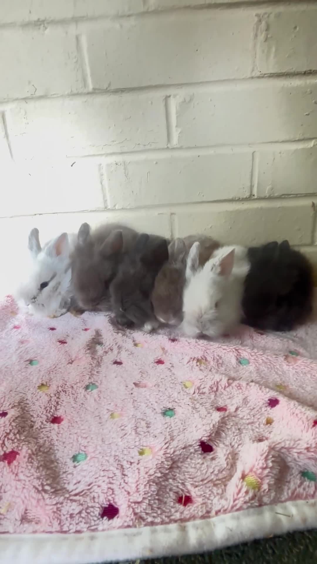 Lionhead rabbits for sale: Beautiful double maned lion heads  - Video 1