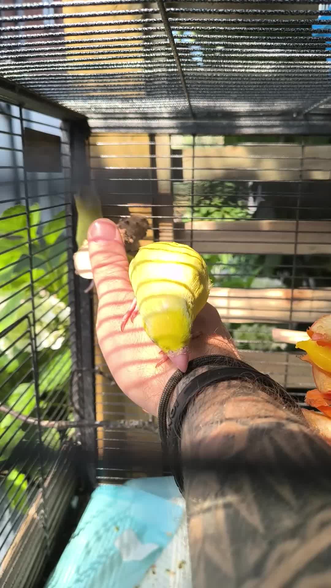 Parrots birds for sale: Celestial parrotlet  in Antrim - Video 3