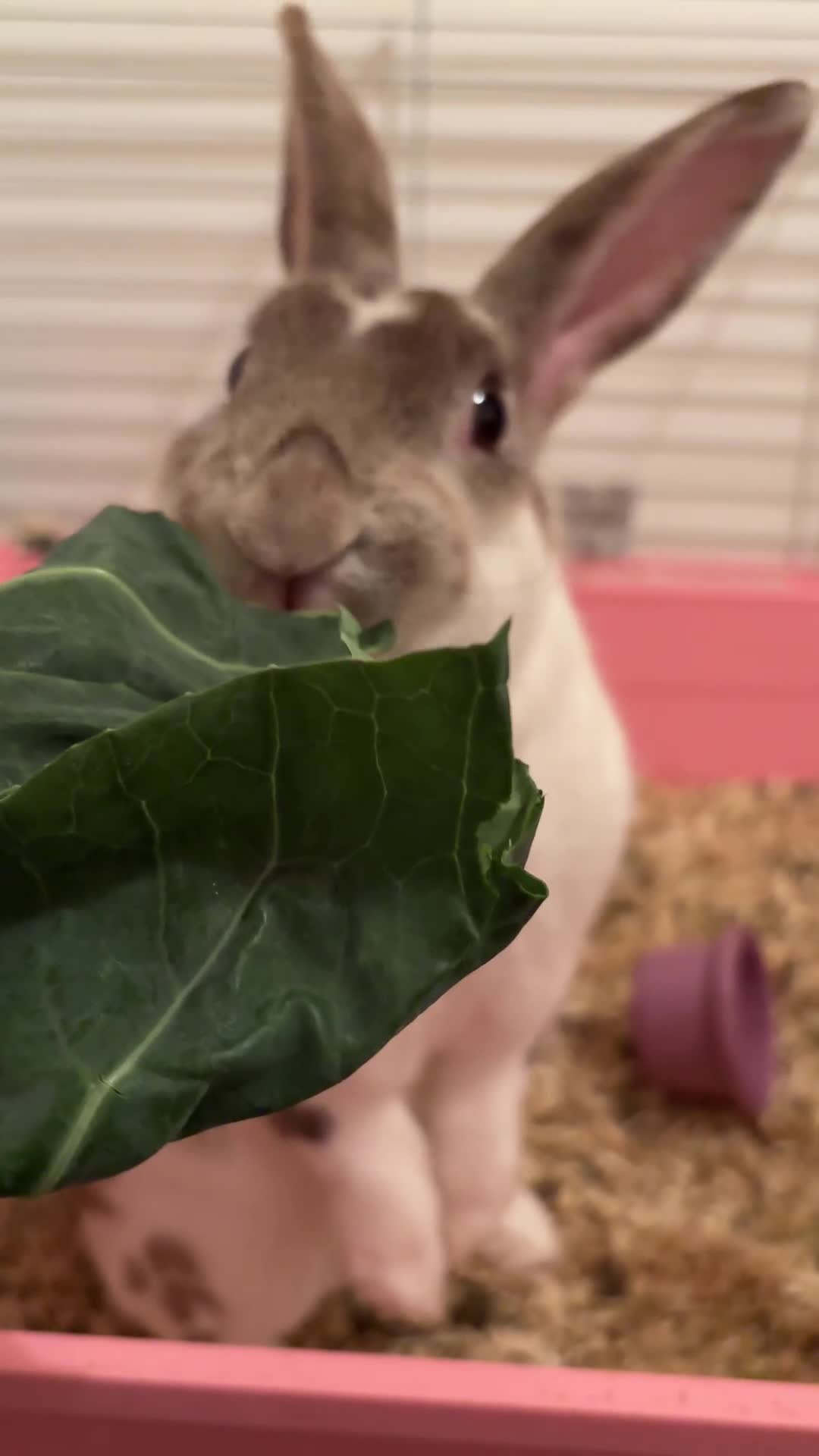 Rex rabbits for sale: Beautiful proven mini Rex doe for sale ✨ - Video 1