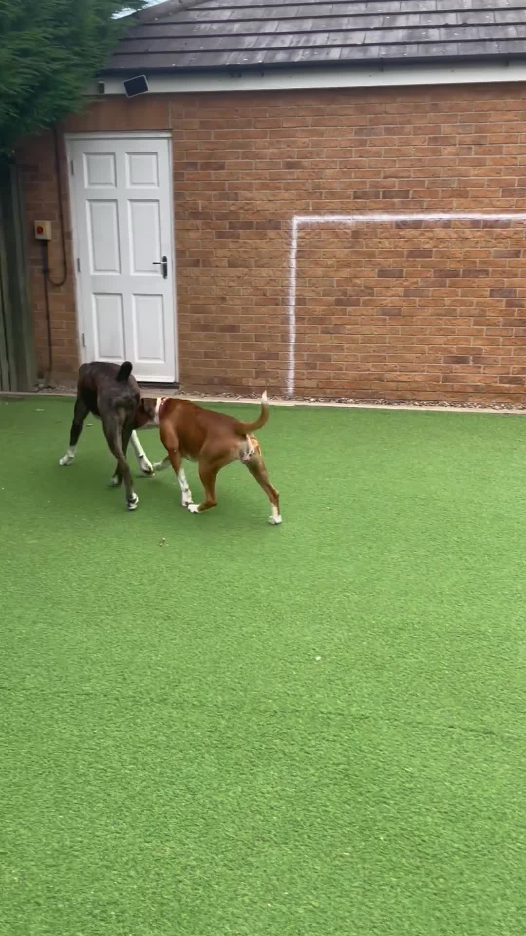 Boxer dogs for sale: Our Beautiful Boxer Dog Roxy is available - Video 2