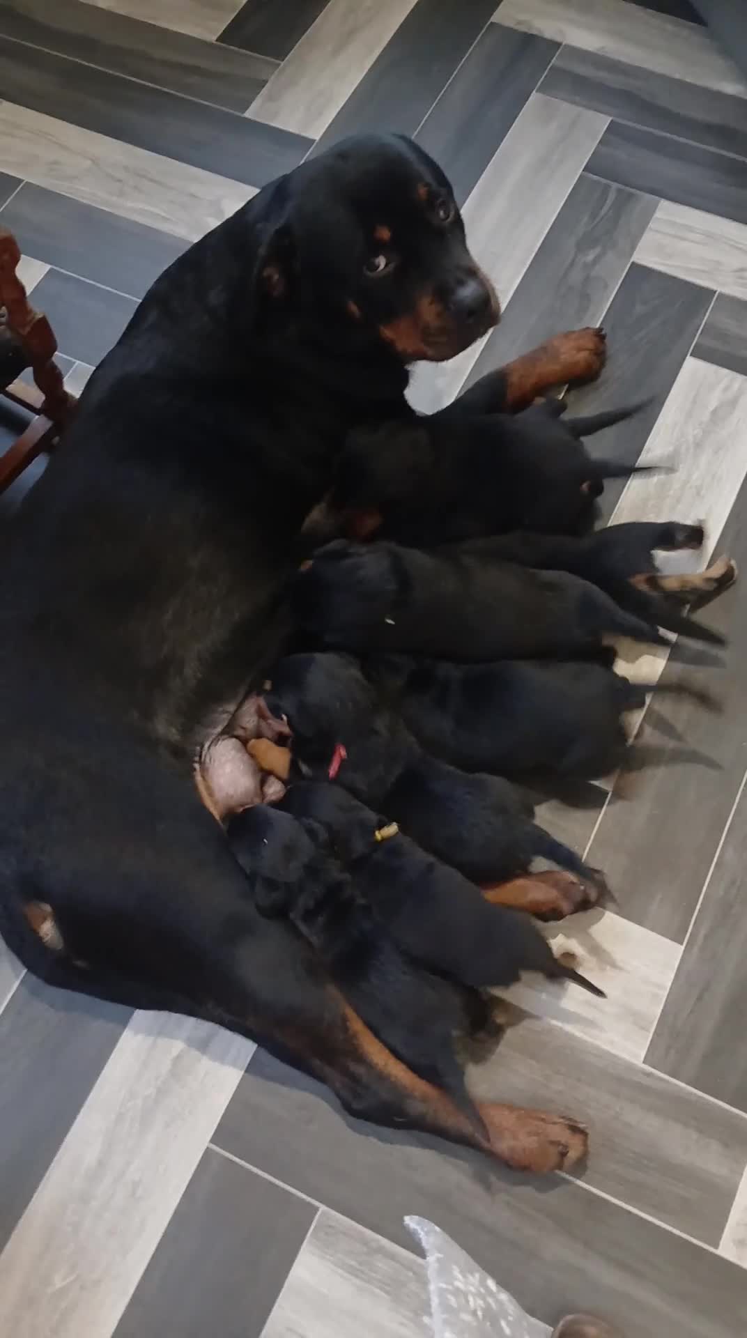 Rottweiler dogs for sale: Rottweiler puppies x 6 3 male 3 female. - Video 2