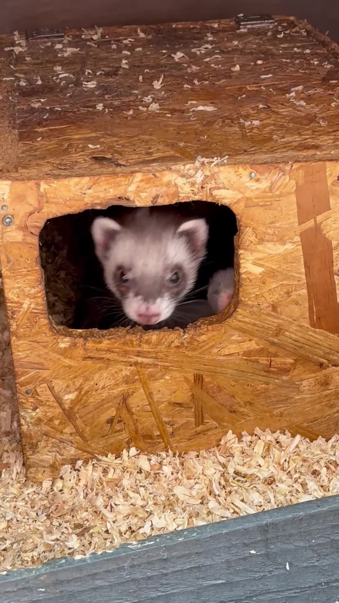 Ferret rodents for sale: Ferret kits  - Video 1