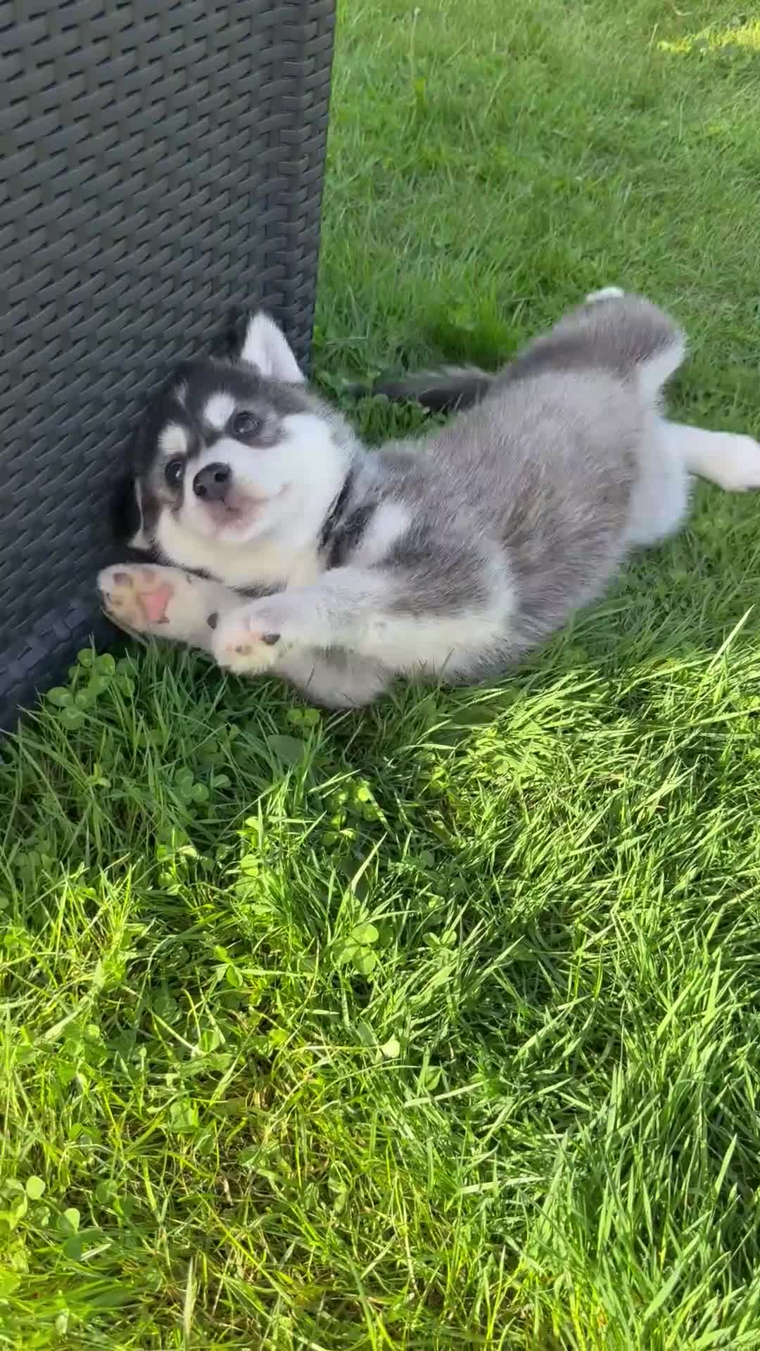 Pomsky dogs for sale: Beautiful F4 blue eyed pomsky puppies - Video 1
