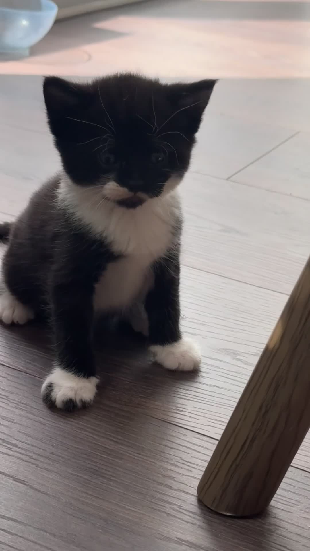 Mixed Breed cats for sale: 4 beautiful kittens - Video 3