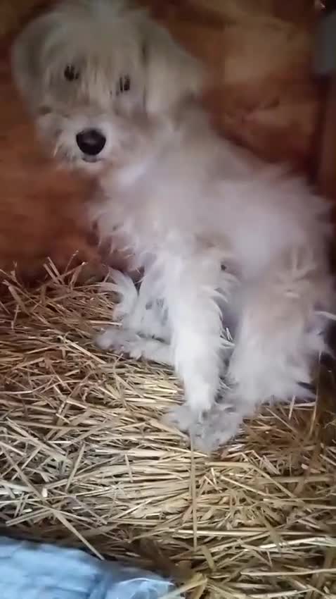 Mixed Breed dogs for adoption: ✨HIT BY A VEHICLE — LEFT FOR DEAD — CHOSE TO LIVE✨ - Video 3