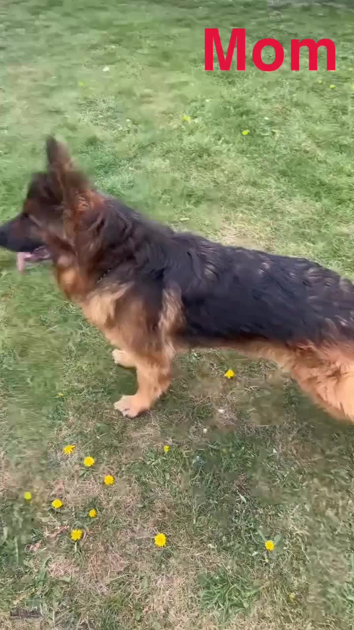 German Shepherd dogs for sale: Working german shepherd puppies available! - Video 2