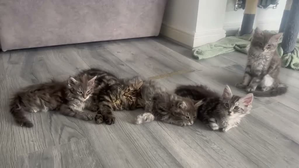 Maine Coon cats for sale: Main coon kittens - Video 1