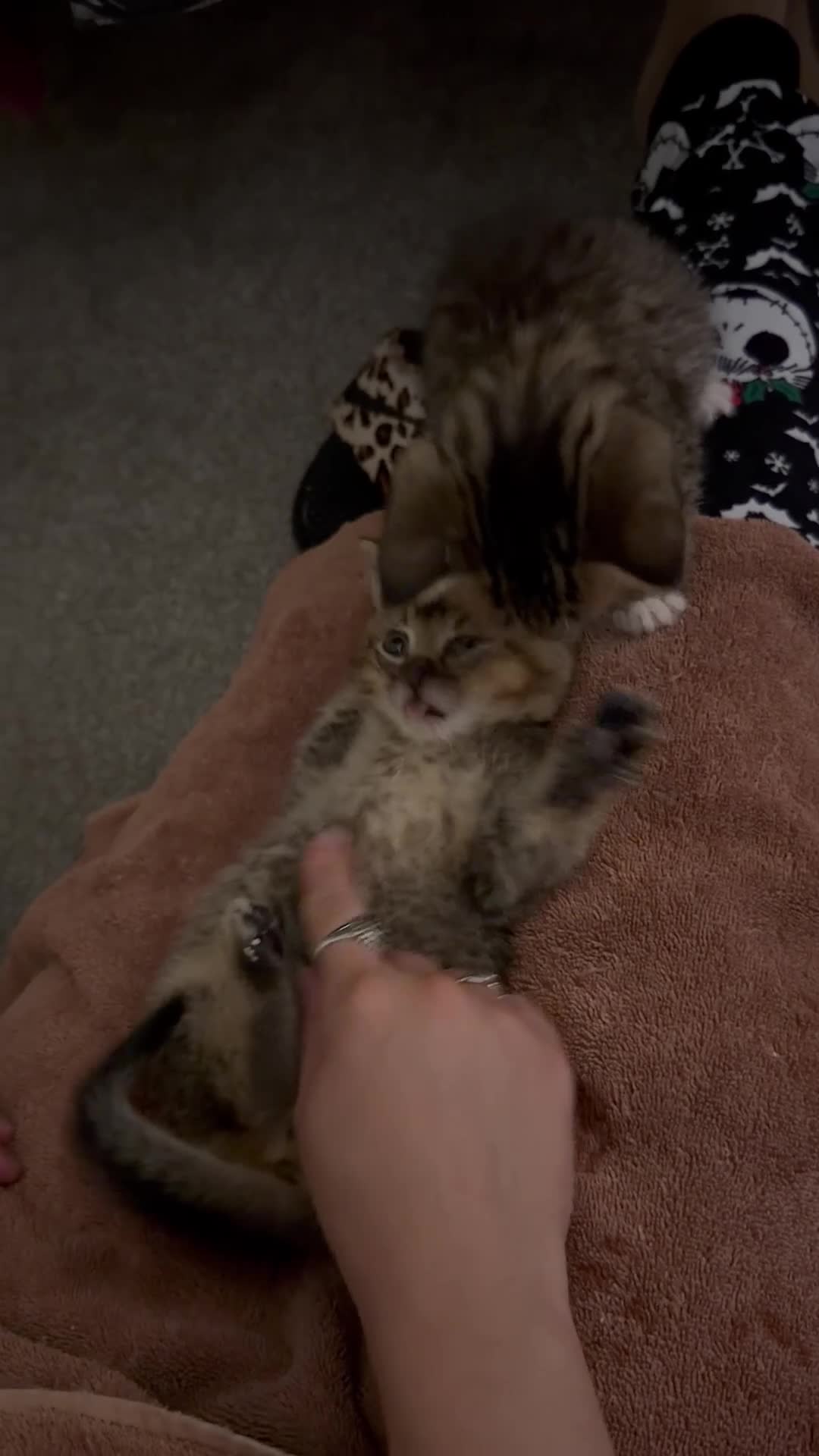 Mixed Breed cats for sale: 1 beautiful British short haired blue mixed kitten - Video 2