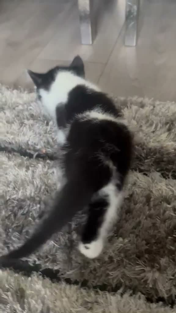 Mixed Breed cats for sale: 4 baby kittens  in Manchester - Video 1