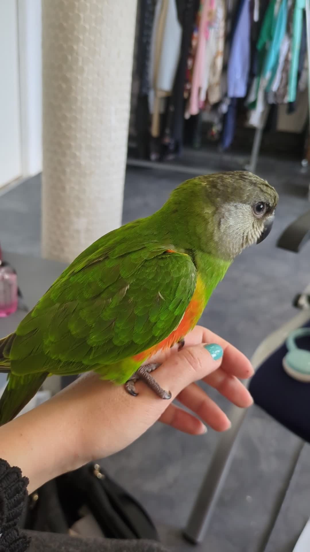 Parrots birds for sale: Senegal babies hand reared silly tamed  - Video 1