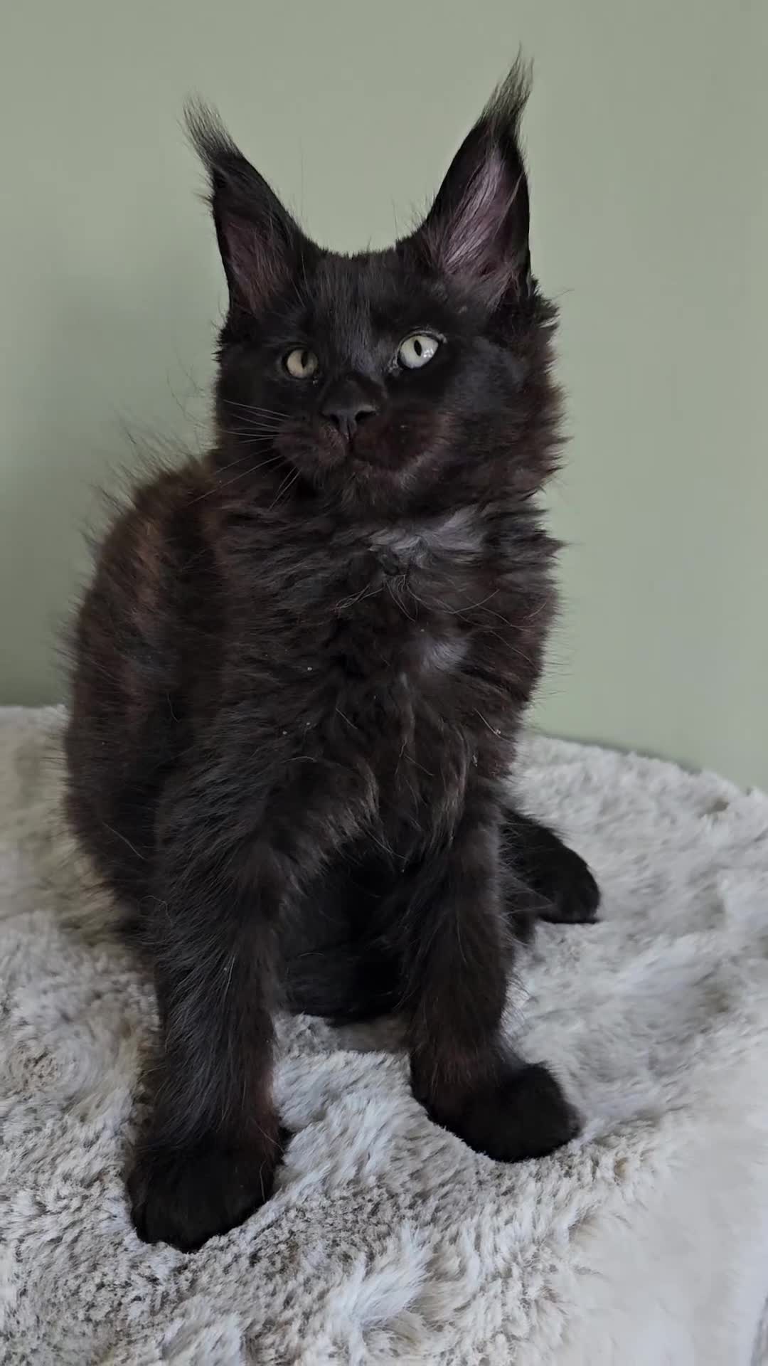 Maine Coon cats for sale: Beautiful Maine Coon Kittens raised with love - Video 1