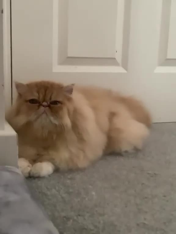Persian cats for sale: Pure breed Persian  - Video 1