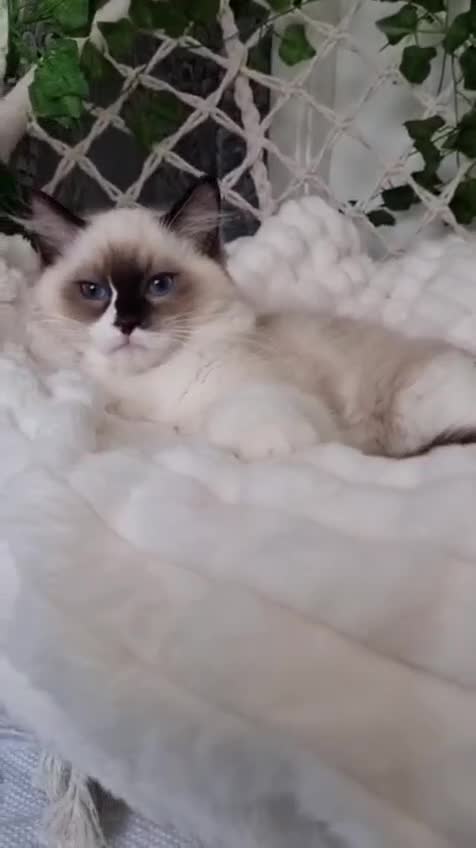 Ragdoll cats for sale: Tica registered Amazing quality kittens - Video 1
