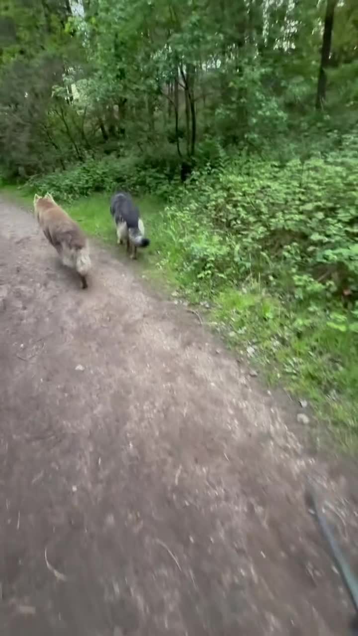 German Shepherd dogs for stud: Shadow solid blue german shepherd  - Video 2