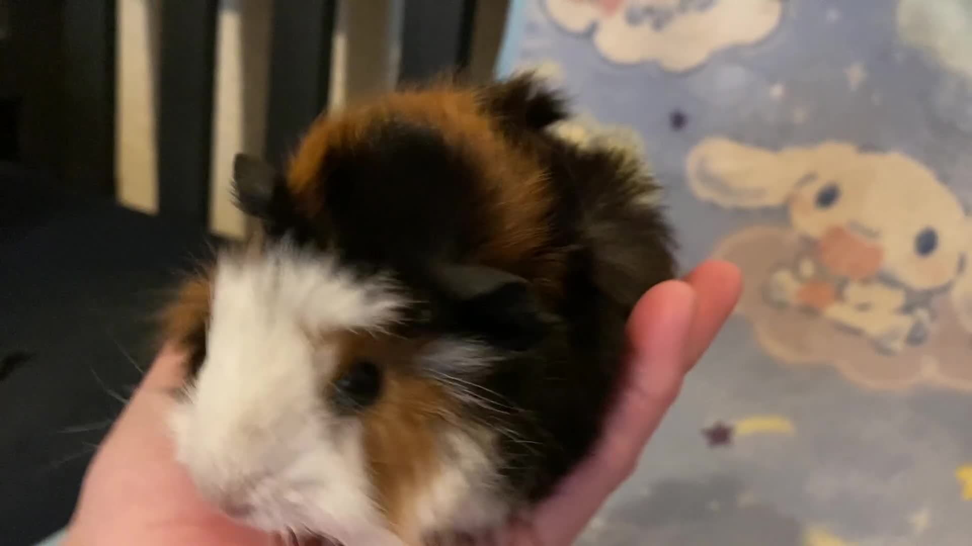 Guinea Pig rodents for sale: Gorgeous baby Guinea pigs in Saint Helens - Video 2