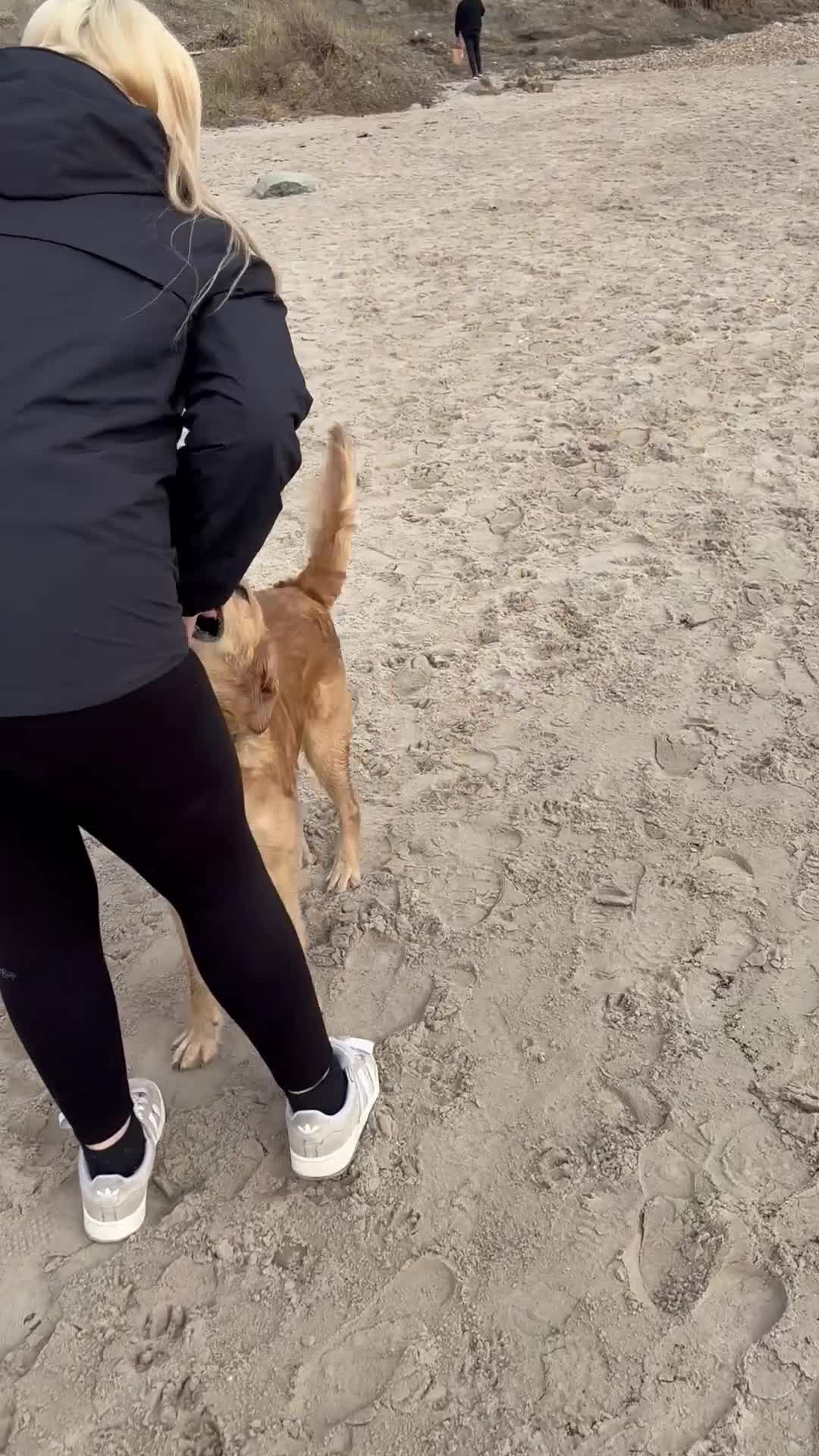 Goldador dogs for stud: Gorgeous working Goldador for stud - Video 1