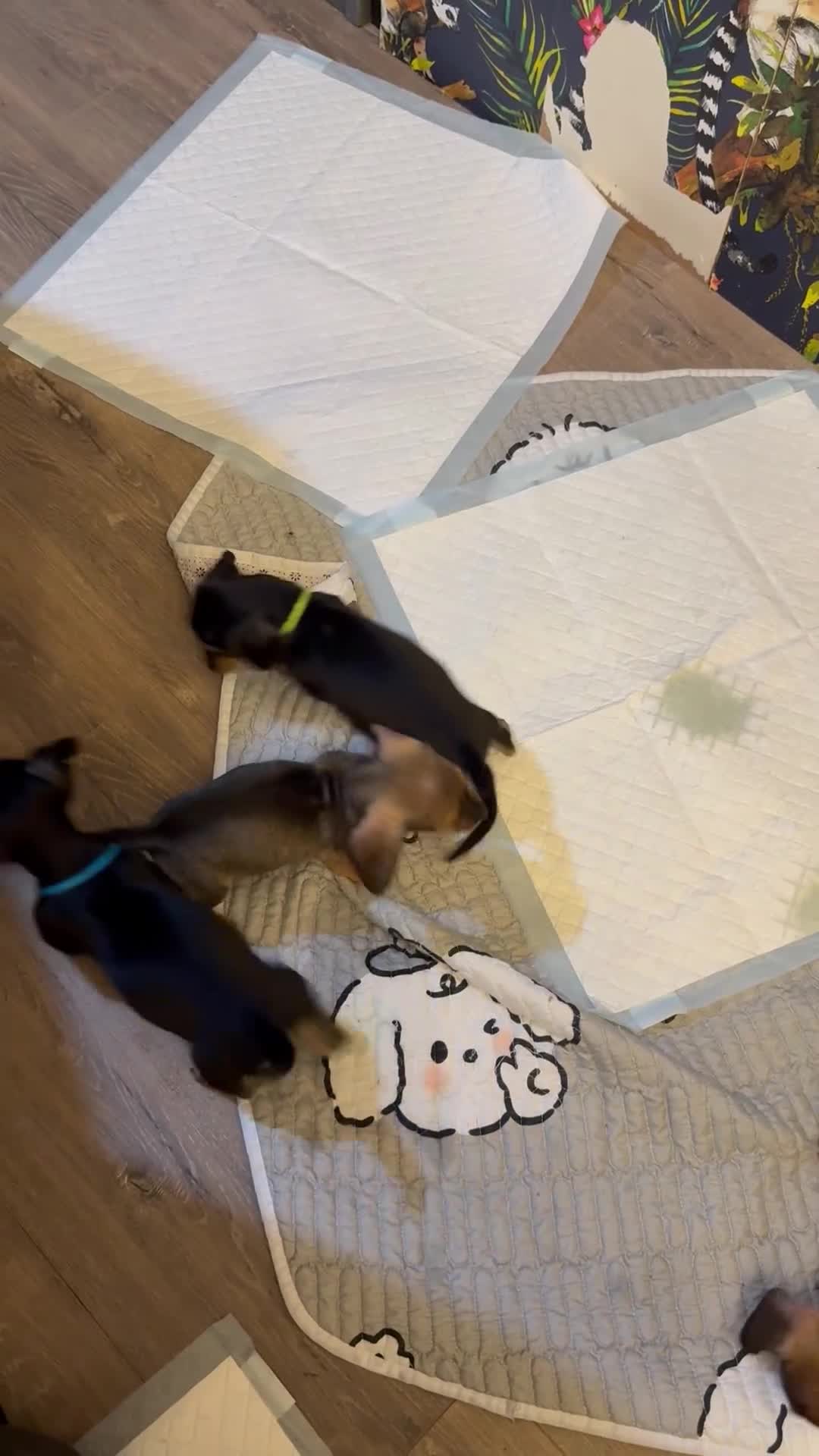 Dachshund dogs for sale: Tweenie Dachshunds  - Video 1