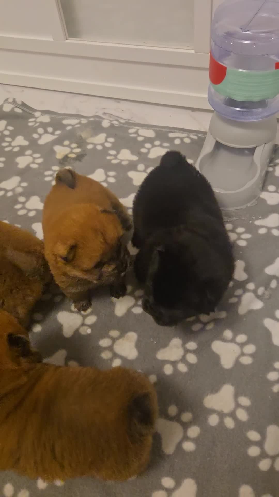 Chow Chow dogs for sale: Ready leave 23/12/2025 chocolate carrier CHOW CHOW - Video 1