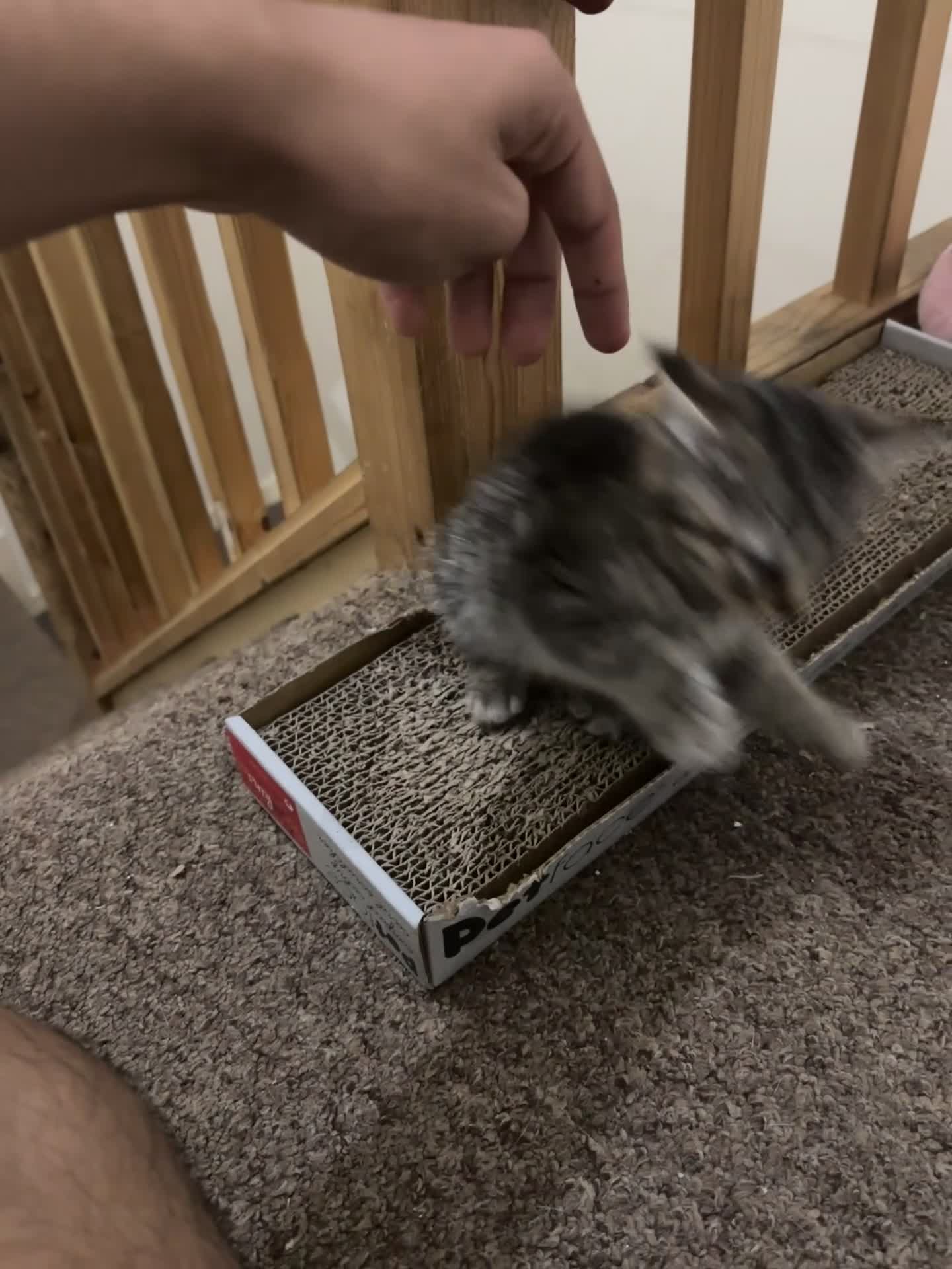 Mixed Breed cats for sale: Male Tabby Kitten 🐾 - Video 2
