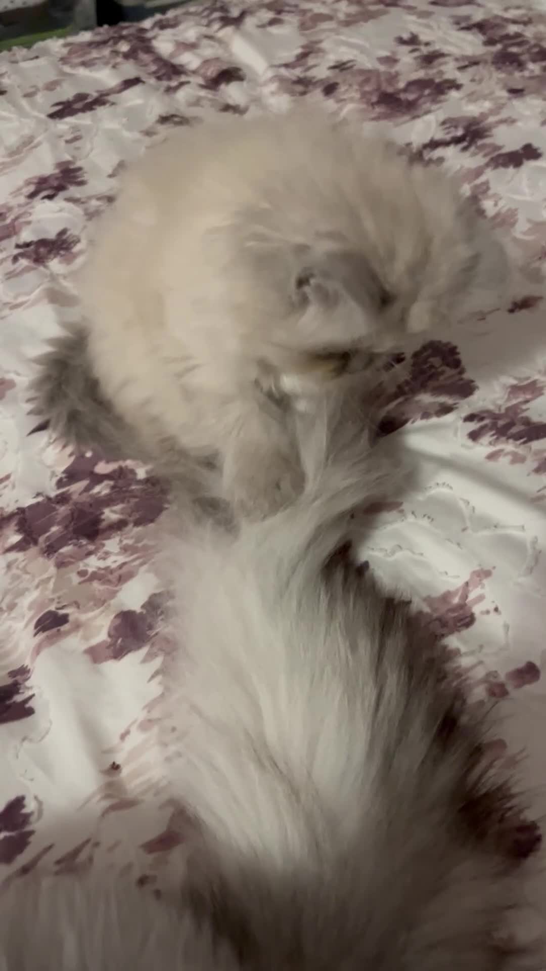 Persian cats for sale: 💕Simply Stunning PKD negative Persian Babies 💕 - Video 1