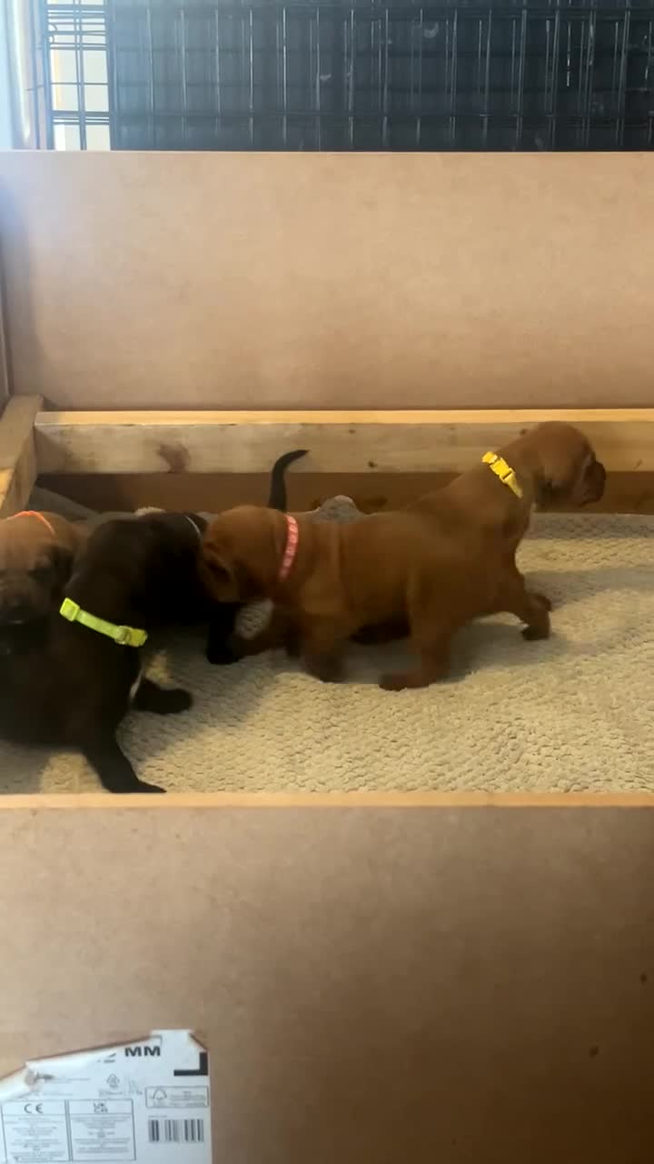 Mixed Breed dogs for sale: Boxsla (Boxer/Vizsla)  - Video 2