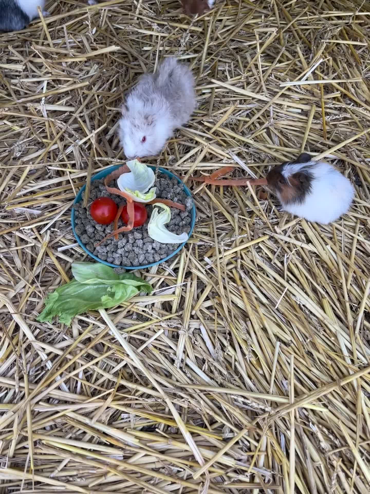 Guinea Pig rodents for sale: Guinea Pigs - Video 1