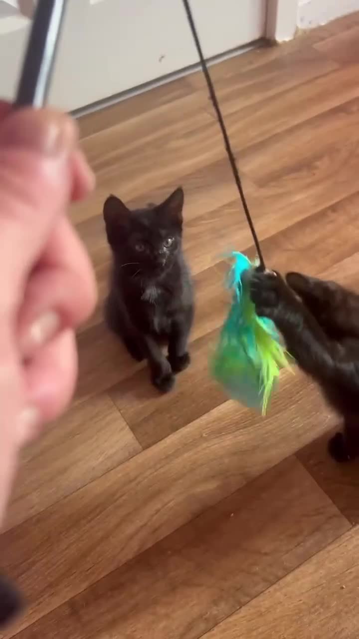 Maine Coon cats for sale: Maine coon x  - Video 1