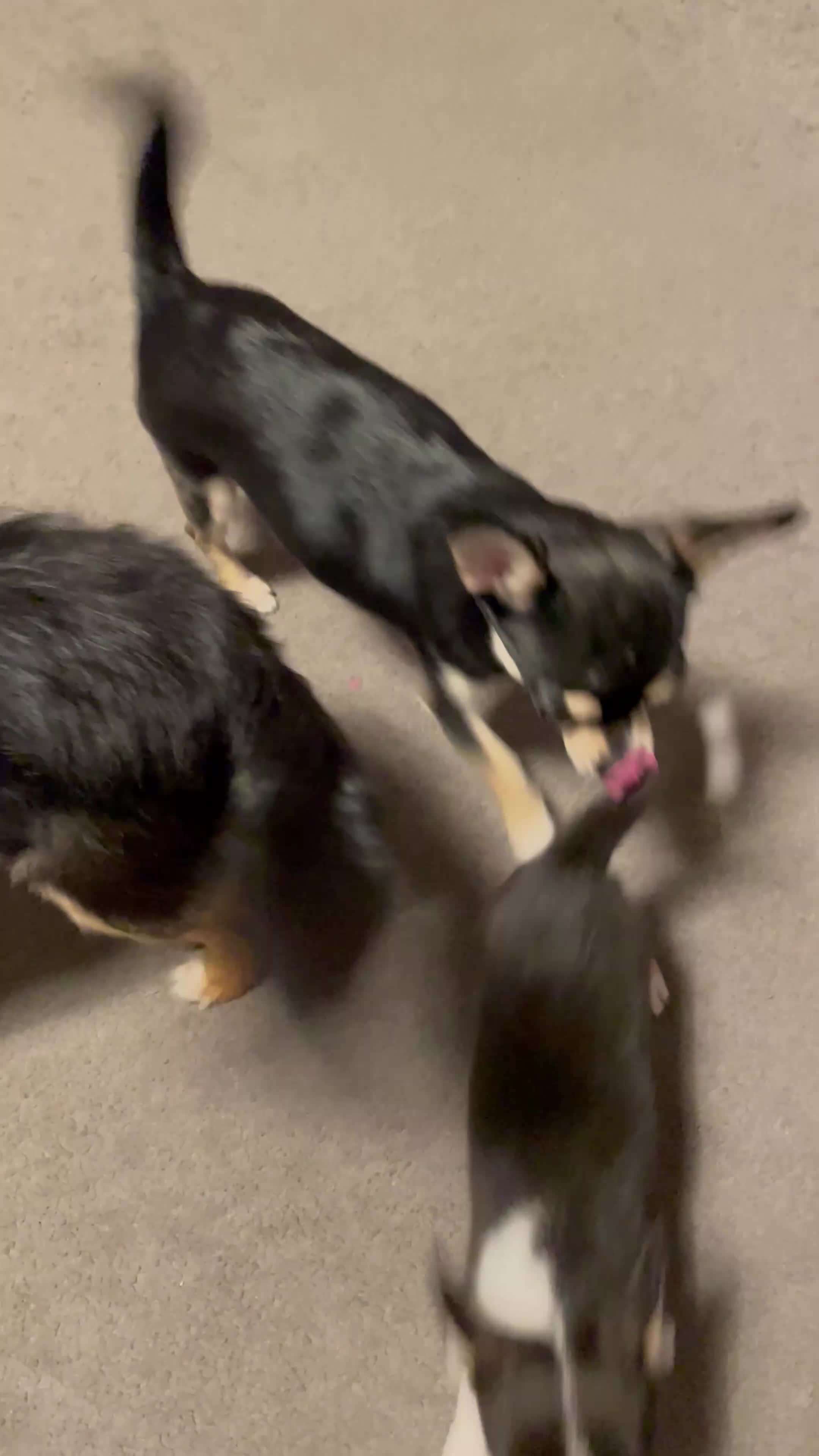 Chihuahua dogs for sale: Beautiful Longhaired Chihuahua Puppies  - Video 4