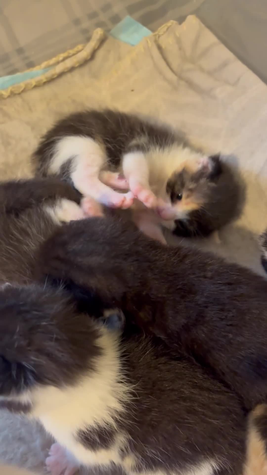 Mixed Breed cats for sale: Kittens  - Video 3