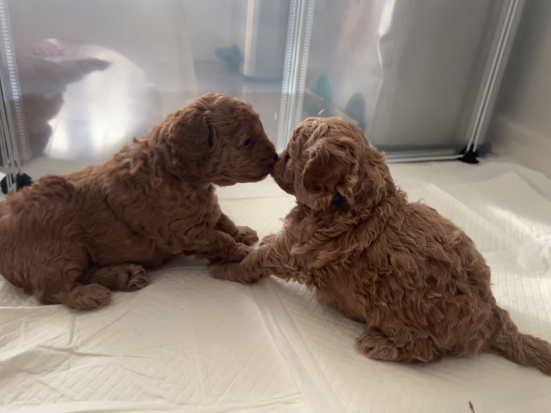 Toy Poodle dogs for sale: Gorgeous Toy Poodle Looking for Their Forever Home - Video 2