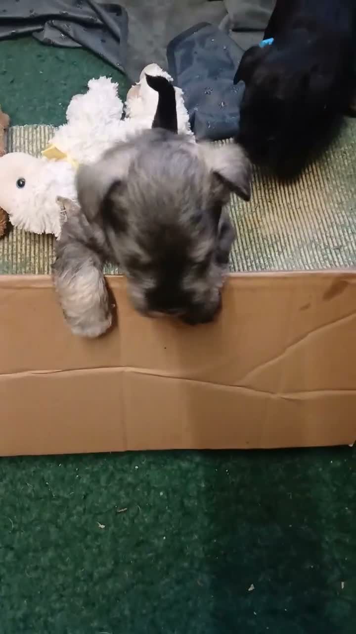 Miniature Schnauzer dogs for sale: Miniature shnauzer puppies  - Video 1