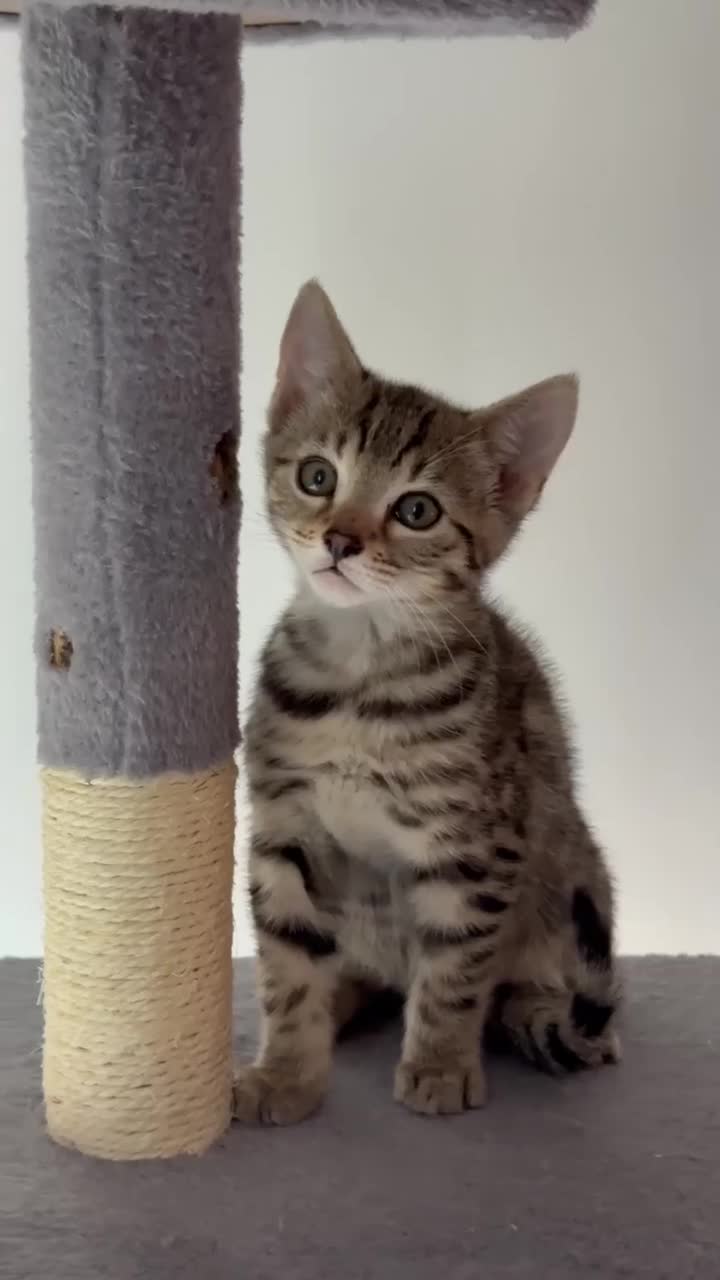 Mixed Breed cats for sale: Adorable Mixed Bengal Kittens- Dad 100% Bengal! - Video 5