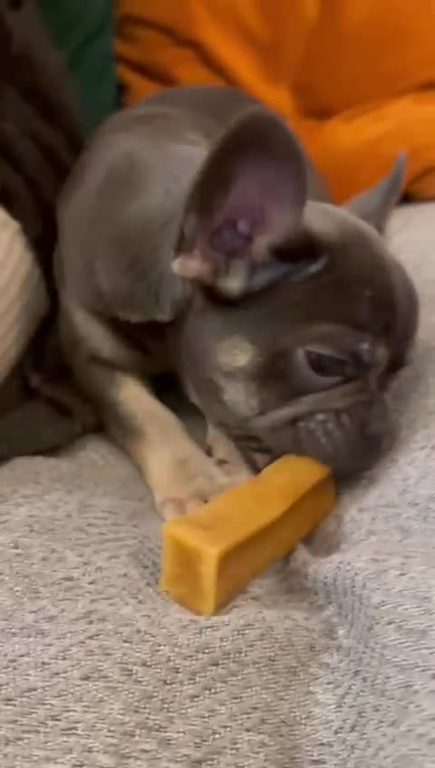 French Bulldog dogs for sale: 1 French Bulldogs puppies girl for sale  - Video 2