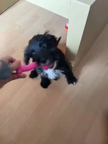 Cockapoo dogs for sale: This is Blaze gorgeous boy - Video 1