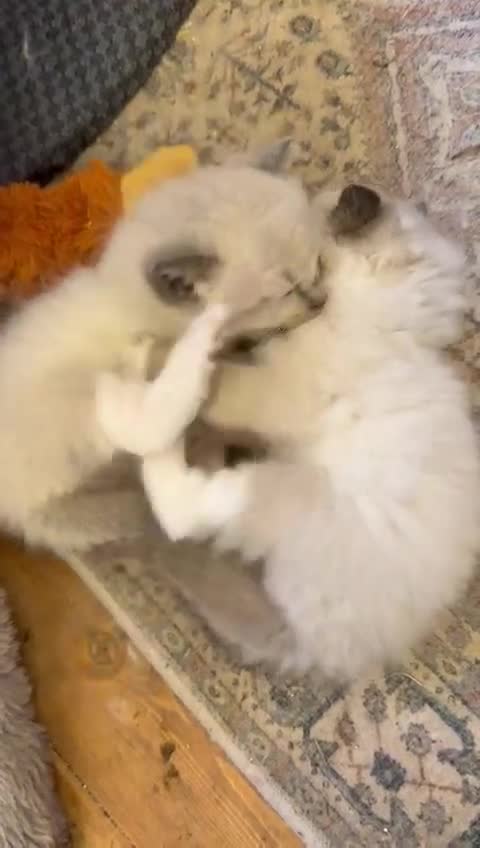 Ragdoll cats for sale: Blue Point Ragdolls | Celestial Litter - Video 1