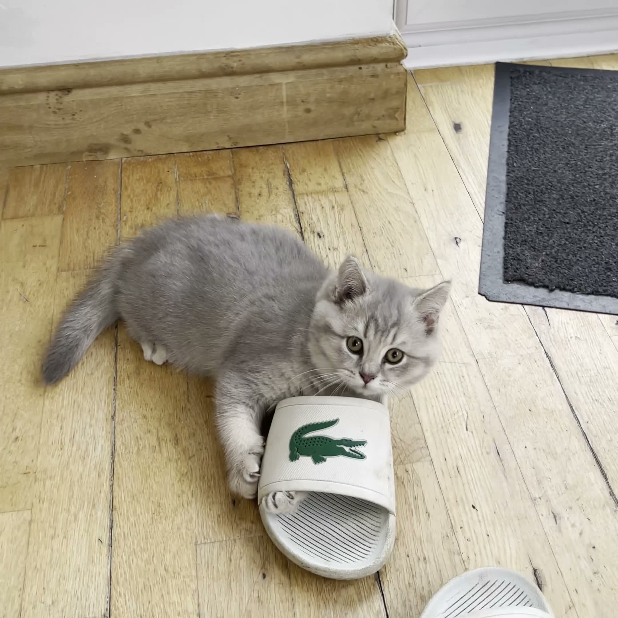 British Shorthair cats for sale: A Girl Available- GCCF/TICA British Shorthair  - Video 3