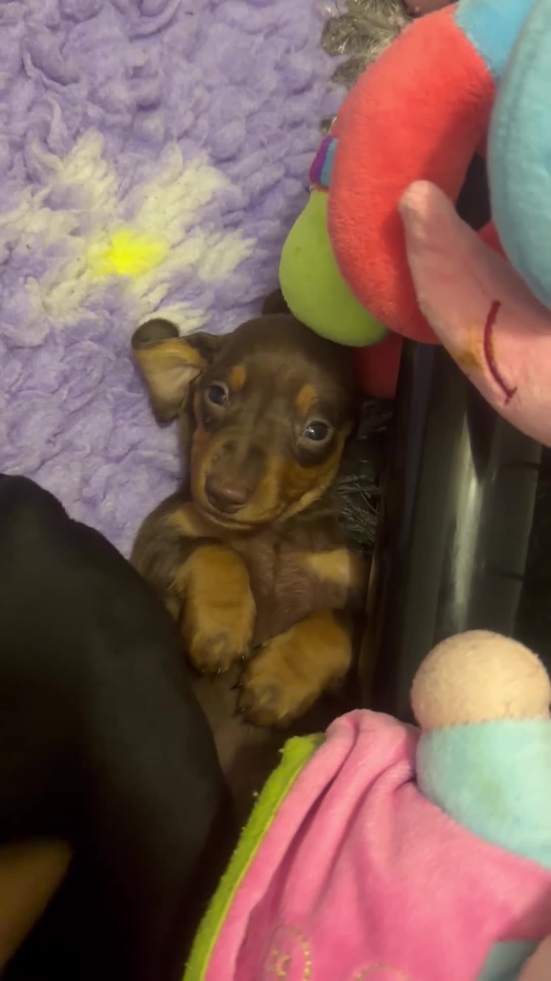Dachshund dogs for sale: Standard Dachshunds Glasgow - Video 1