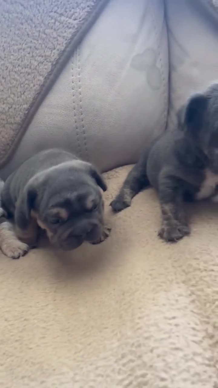 French Bulldog dogs for sale: Only 3 boys left, 5⭐️KC frenchies carrying fluffy  - Video 3