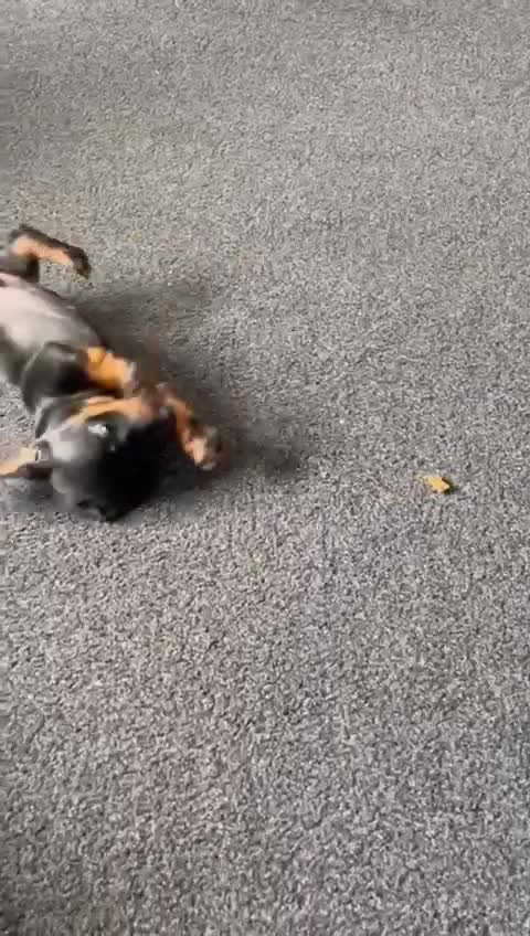 Miniature Dachshund dogs for sale: Minature Dachshund Puppy in Billingham - Video 1