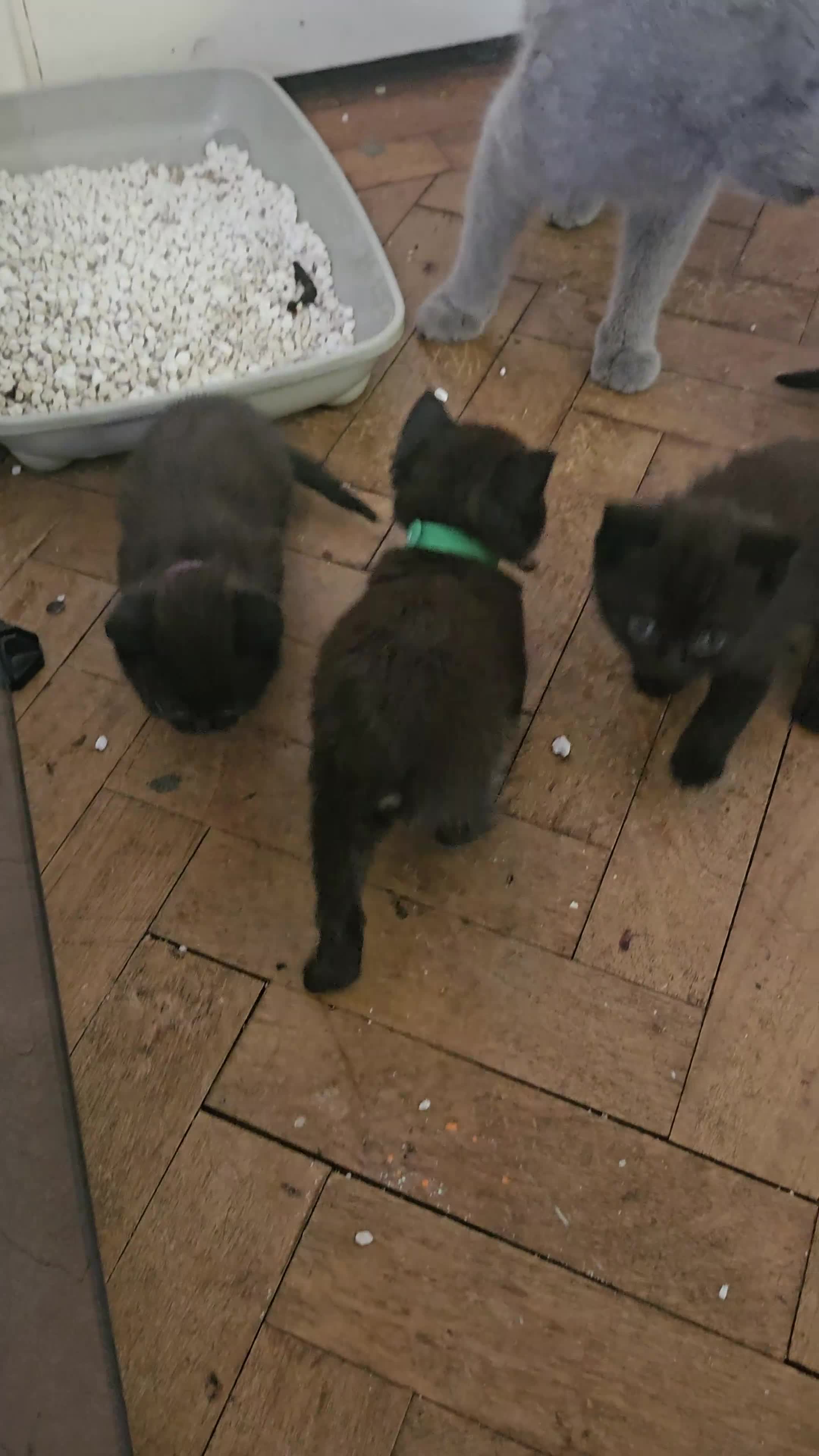 British Shorthair cats for sale: Champion Black British Shorthairs - Video 2