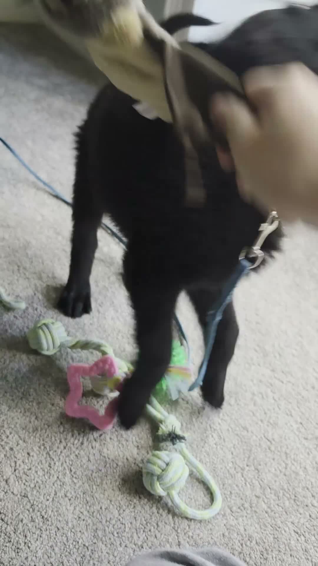 German Shepherd dogs for sale: DDR German Shepherd Puppy - Video 1